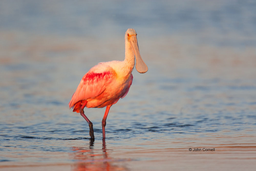 Ajaia ajaja;One;Roseate Spoonbill;Spoonbill;avifauna;bird;birds;color image;color photograph;feather;feathered;feathers;natural;nature;outdoor;outdoors;wild;wilderness;wildlife